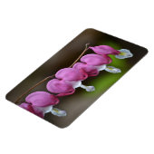 Bloedend hart Grote magneet (Linkerzijde)