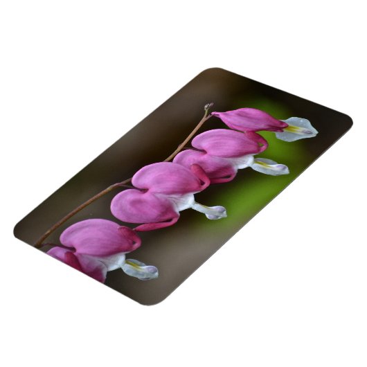 Bloedend hart Grote magneet (Linkerzijde)