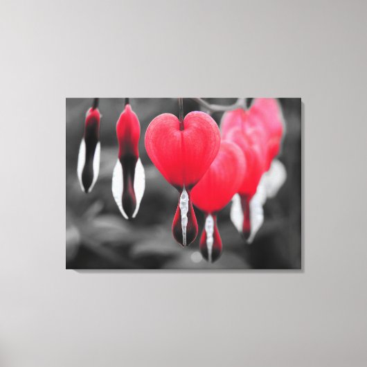 Bloedende harten Bloemen: rode kleur splash Canvas Afdruk (Voorkant)