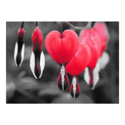 Bloedende harten Bloemen: rode kleur splash Foto Afdruk (Voorkant)