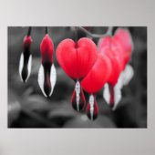 Bloedende harten Bloemen: rode kleur splash Poster (Voorkant)