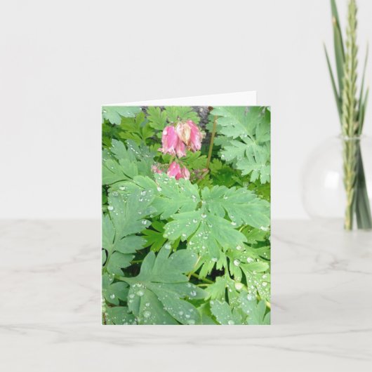 Bloedenhartstruik Feestdagen Kaart (Voorkant)