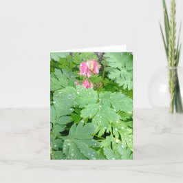 Bloedenhartstruik Feestdagen Kaart