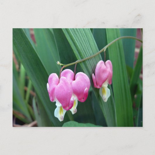 Bloedharten Briefkaart (Voorkant)