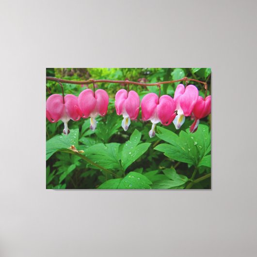 Bloedharten Canvas Afdruk (Voorkant)