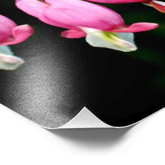 Bloedharten Foto Afdruk (Hoek)