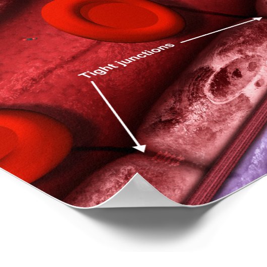 Bloedhersenbarrière Poster (Hoek)