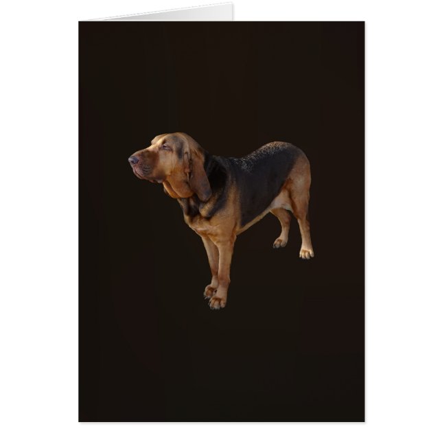 bloedhond (Voorkant)