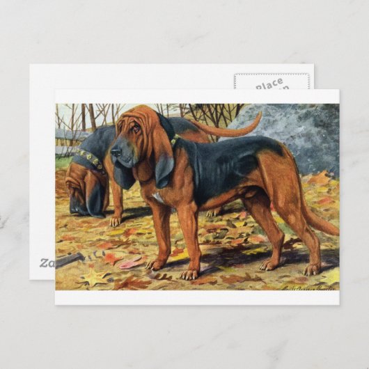 bloedhond briefkaart (Voorkant / Achterkant)