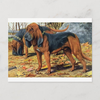 bloedhond briefkaart