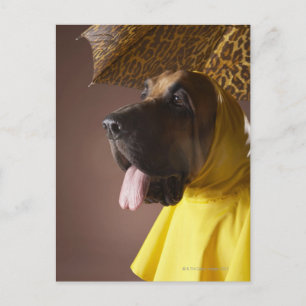 Bloedhond. Briefkaart