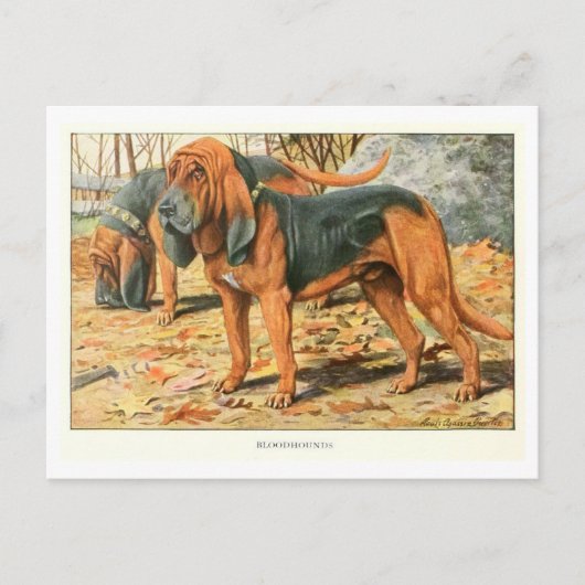 Bloedhond Honden Ansichtkaart Briefkaart (Voorkant)