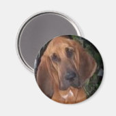 bloedhond magneet (Voorkant / Achterkant)