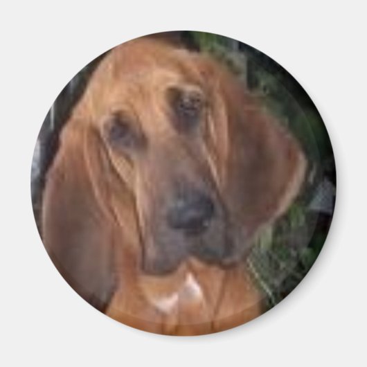 bloedhond magneet (Voorkant)