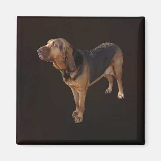 bloedhond magneet (Voorkant)