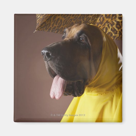 Bloedhond. Magneet (Voorkant)
