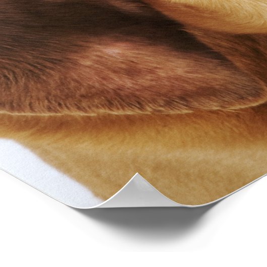 Bloedhond (St. Hubert Hound) met gesloten ogen, Poster (Hoek)