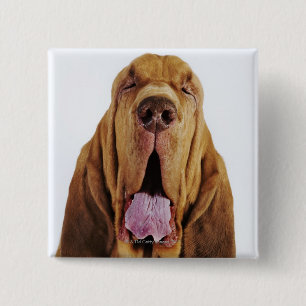 Bloedhond (St. Hubert Hound) met gesloten ogen, Vierkante Button 5,1 Cm