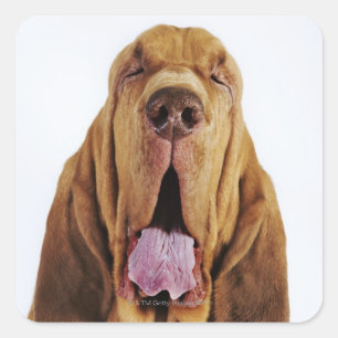 Bloedhond (St. Hubert Hound) met gesloten ogen, Vierkante Sticker