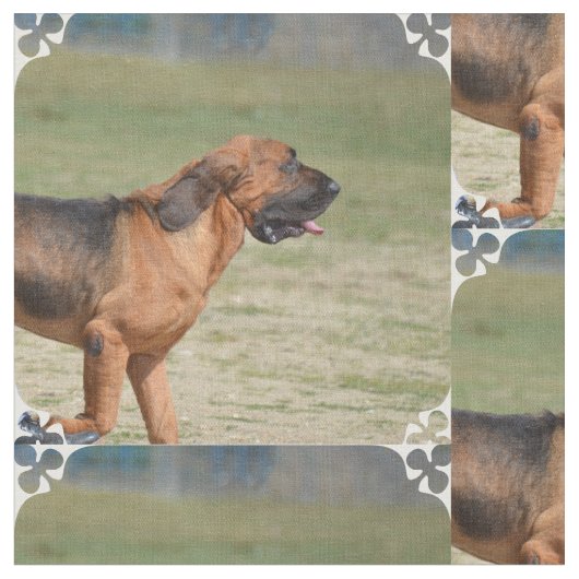 bloedhond stof (Close Up)