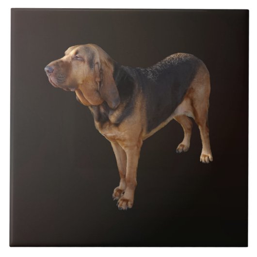 bloedhond tegeltje (Voorkant)