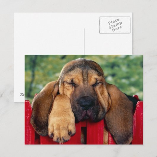 BloedHound Briefkaart (Voorkant / Achterkant)