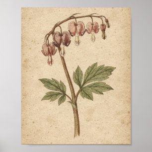 Bloeding Hart Botanische Bloem Kunst Poster