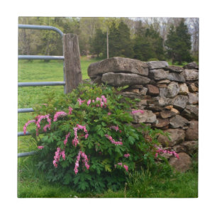 Bloeding Hartaandoeningen Tegel Tegeltje