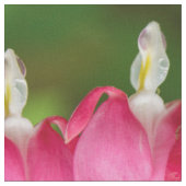 Bloeding Harten in de Regenstructuur Stof (Close Up)