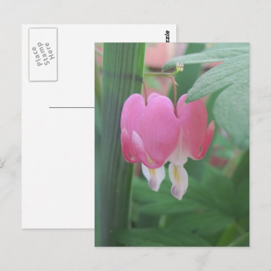 bloeding harten~ twee harten briefkaart (Voorkant / Achterkant)