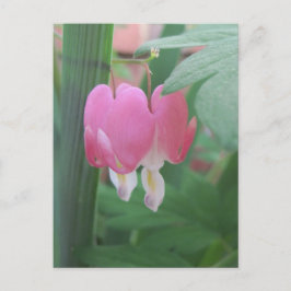 bloeding harten~ twee harten briefkaart