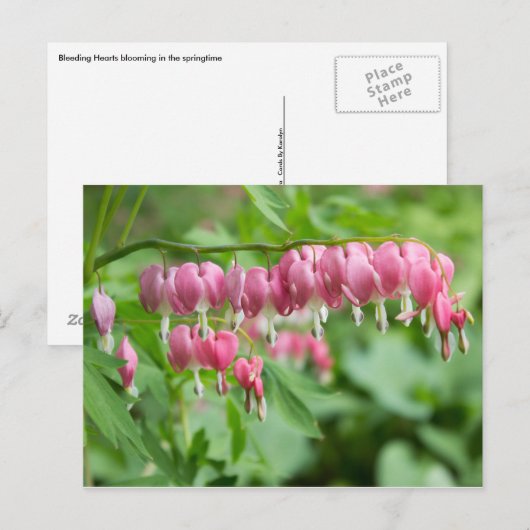 Bloeding Hartfoto Briefkaart (Voorkant / Achterkant)