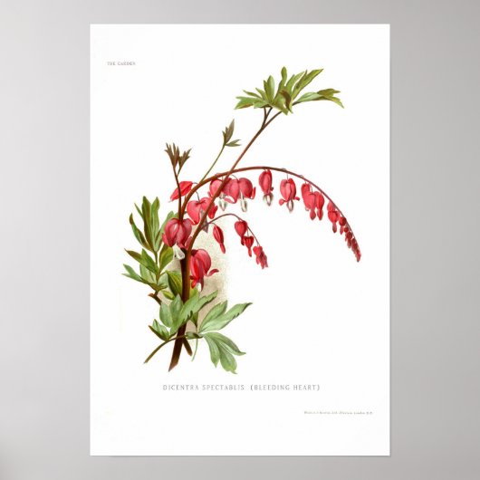 Bloeding Heart (Dicspectablis) Poster (Voorkant)