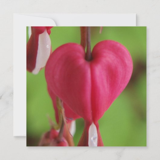 Bloeding Hearts Wedding Invitatie Kaart (Achterkant)