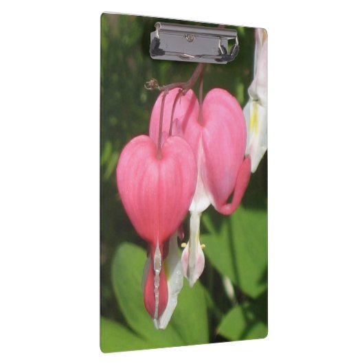 Bloedingshart - Stevig Acryl Klembord (Rechts)