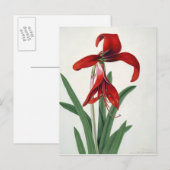 Bloedonderzoek, Briefkaart (Voorkant / Achterkant)