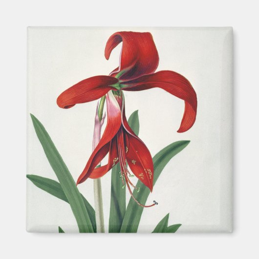 Bloedonderzoek, Magneet (Voorkant)