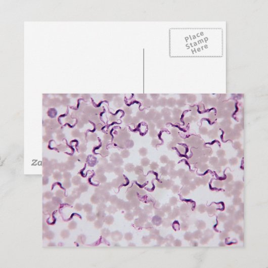 Bloedparasiet Trypanosoma Briefkaart (Voorkant / Achterkant)