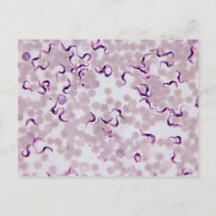 Bloedparasiet Trypanosoma Briefkaart