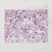 Bloedparasiet Trypanosoma Briefkaart (Voorkant)