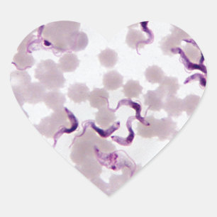 Bloedparasiet Trypanosoma Hart Sticker