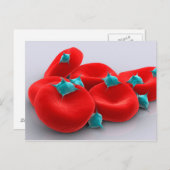 Bloedplaatjes met rode bloedcellen 1 briefkaart (Voorkant / Achterkant)