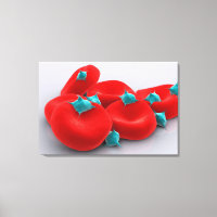 Bloedplaatjes met rode bloedcellen 1
