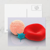 Bloedplaatjes, rode en witte bloedcellen briefkaart (Voorkant / Achterkant)