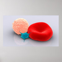 Bloedplaatjes, rode en witte bloedcellen