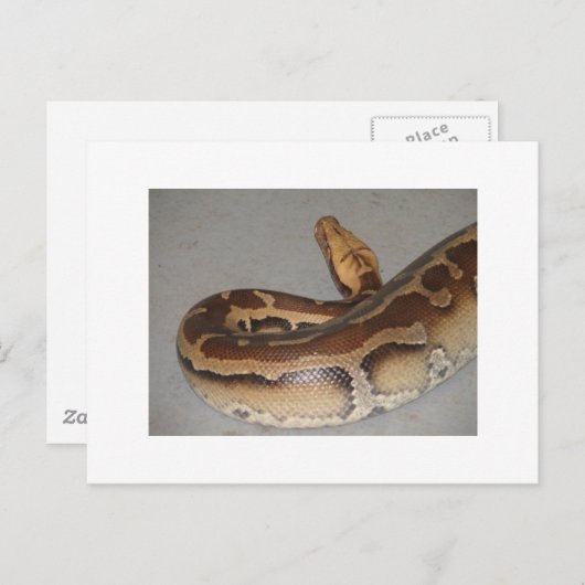 Bloedpython Briefkaart (Voorkant / Achterkant)