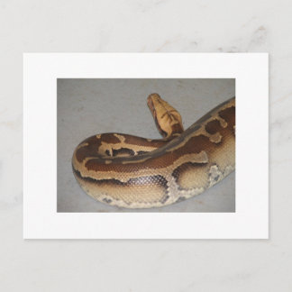 Bloedpython Briefkaart