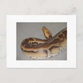 Bloedpython Briefkaart (Voorkant)