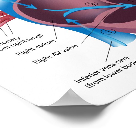 Bloedstroom door het hart poster (Hoek)