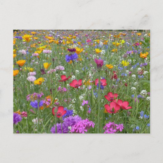 Bloedtuin Briefkaart (Voorkant)